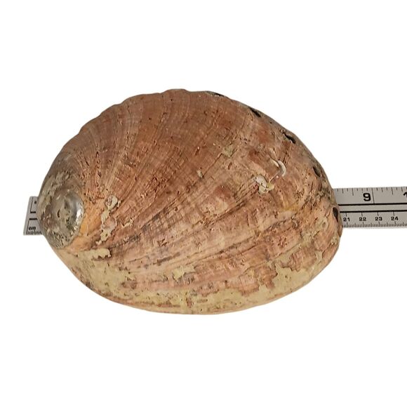 Vintage Large Abalone Shell Seashell Shiny Green Blue Yellow Pink Silver 8"x6" - Picture 12 of 12